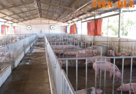 màng chống thấm hdpe trong thi công hầm biogas