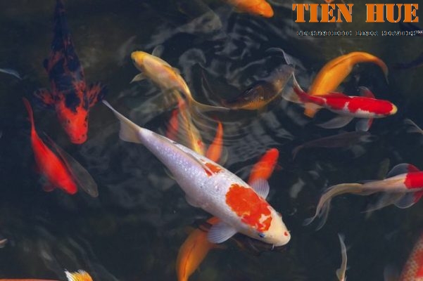 5-sai-lam-thuong-mac-phai-cua-nguoi-nuoi-ca-koi