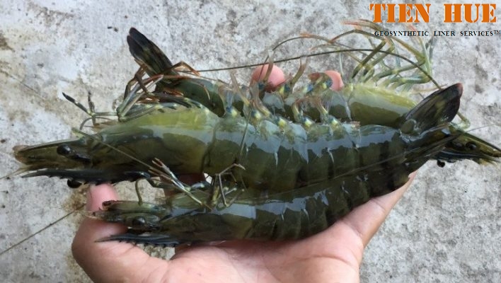 bi-quyet-nang-cao-gia-tri-tom-nuoi (1)