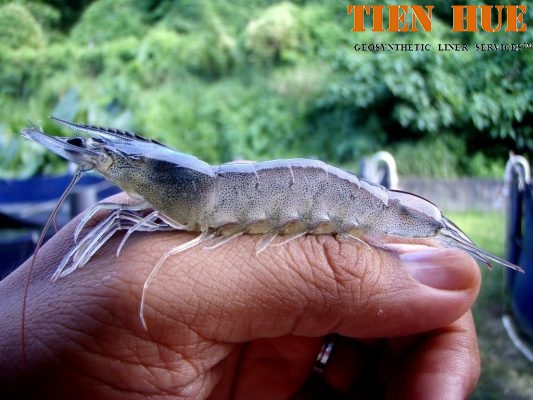 mot-phuong-phap-phong-benh-cho-tom-the-chan-trang (1)