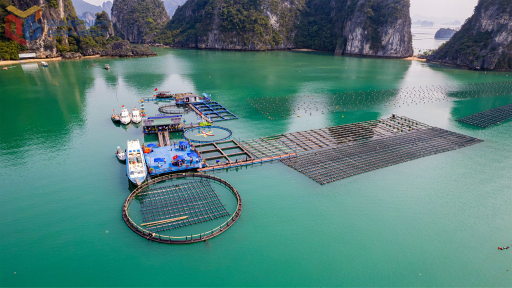 Tiềm năng phát triển các mô hình tái tạo và bảo vệ các rạn san hô nhân tạo tại các vùng biển