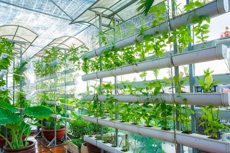 Một ví dụ ứng dụng thực tế về mô hình canh tác cây trồng thủy canh trong nhà kính