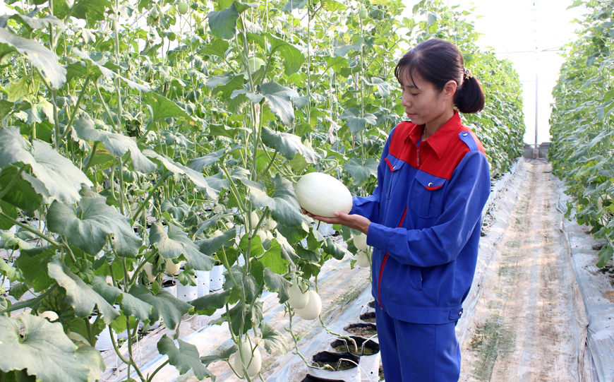 Nhờ vậy, mô hình nông nghiệp hữu cơ ngày càng phát triển và trở thành xu hướng trong thời kì mới