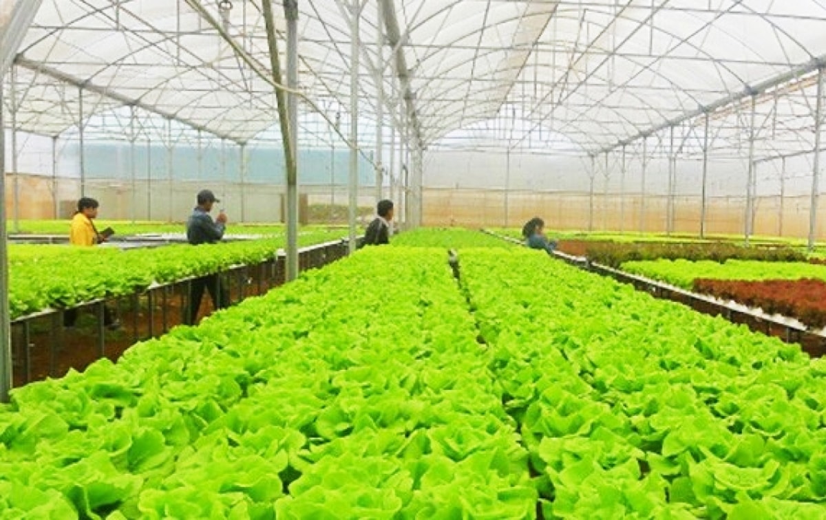 Tại Lâm Đồng các nhà kính trở nên phổ biến và là xu hướng mới nhất đi đầu trong đổi mới cách canh tác