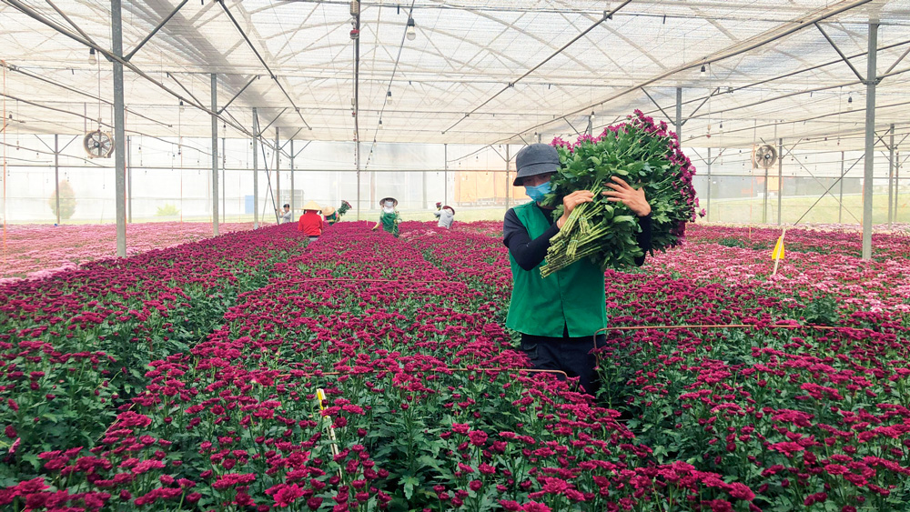 Từ các cây, rau củ quả cho đến hoa thì Đà Lạt vẫn dẫn đầu trong cả nước nhờ có ứng dụng sử dụng màng HDPE để bảo vệ cây trồng