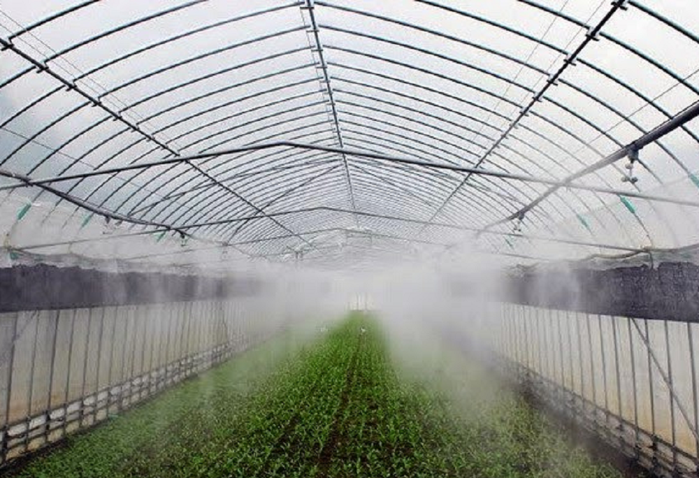 Lót đất trồng nhà kính là biện pháp tốt nhất hiện nay để canh tác cây trồng đạt năng suất cao