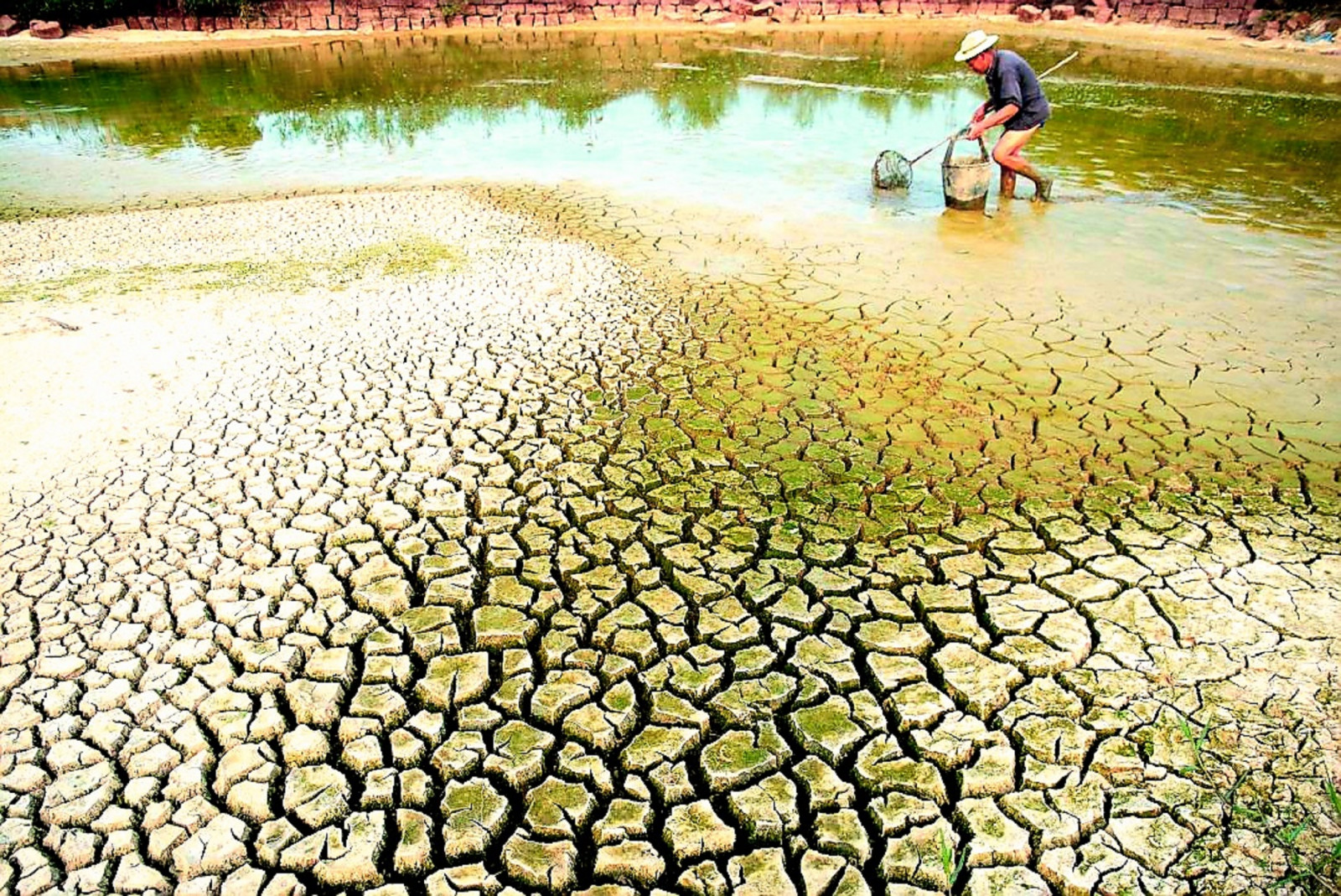 Đất nhiễm mặn là nỗi khó khăn của nông nghiệp, đặc biệt là ở Đồng bằng Sông Cửu Long