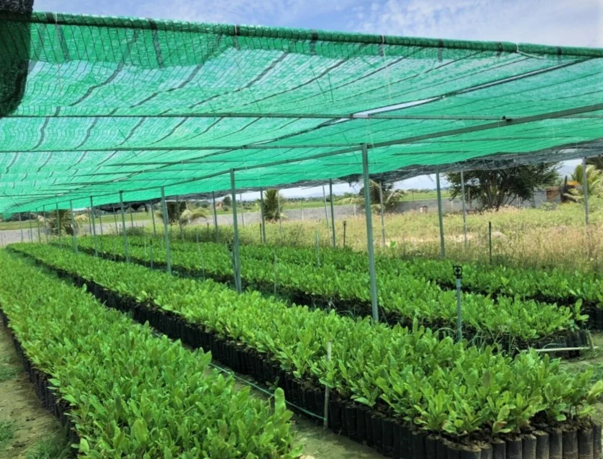 Trong ngành nông nghiệp nói chung, việc ươm cây trồng sẽ giúp rút ngắn thời gian nuôi trồng đồng thời chọn ra các cây đáp ứng đúng nhu cầu 100%