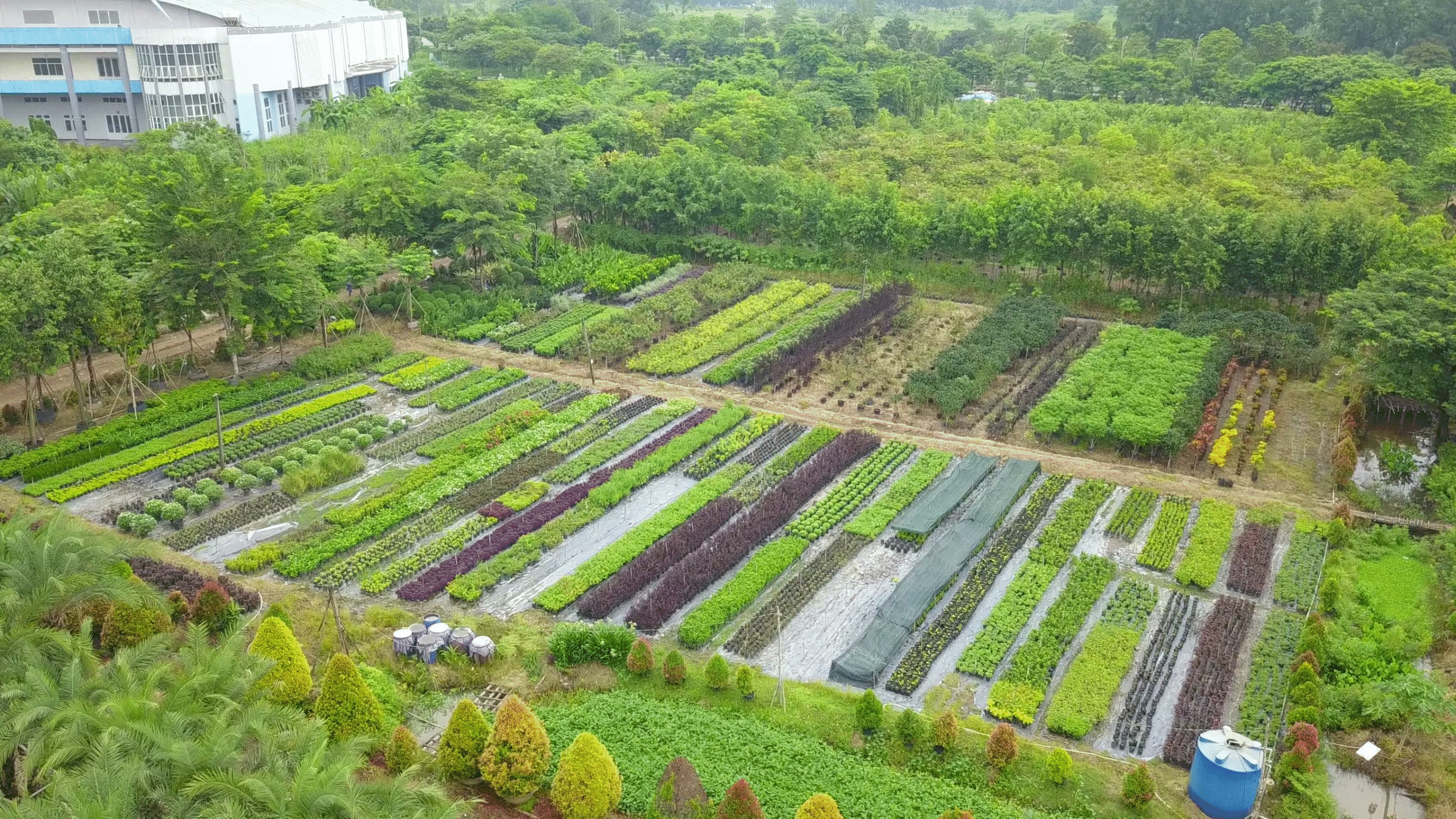 Ví dụ về một mô hình canh tác vườn ươm hợp lí và đa dạng giống cây trồng ở khu vực Thủ Đức, Dĩ An